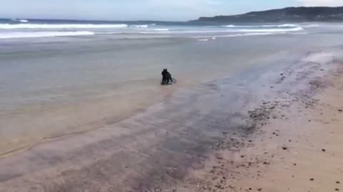 Surfer French Bulldog Showing Off Her Skills!