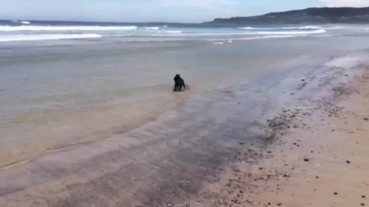 Surfer French Bulldog Showing Off Her Skills!