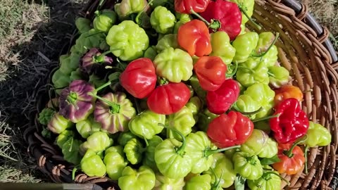 What a Basket Full of Aji Dulce Peppers Looks Like