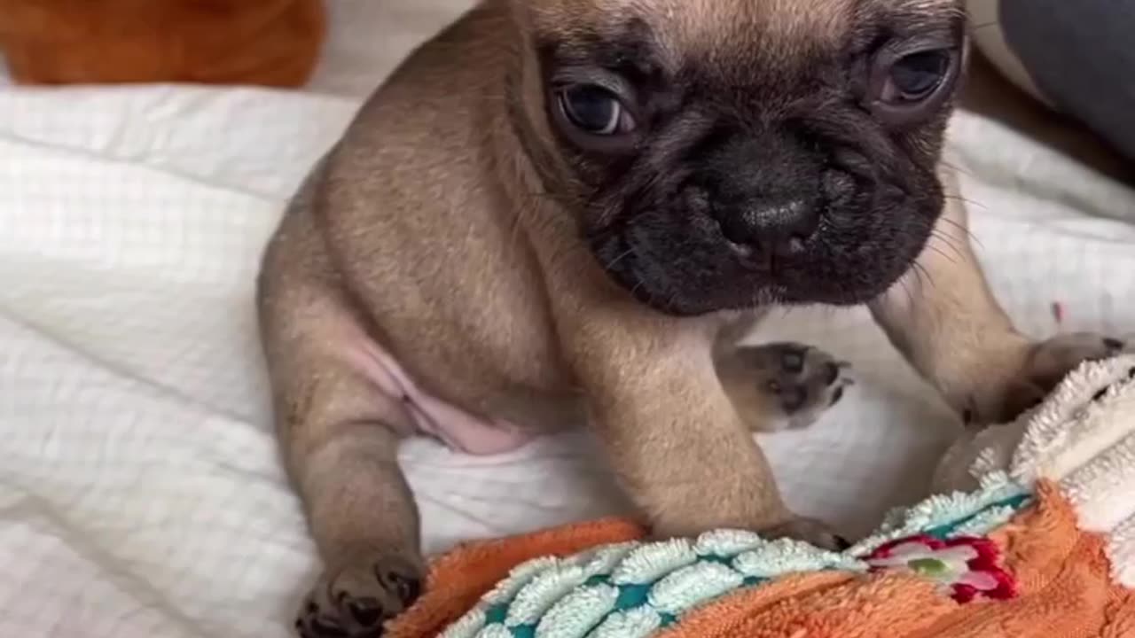 Adorable Puppy Discovering Snow for the First Time! ❄️🐾