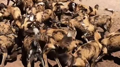 Rescuers African Wild dogs in botswana