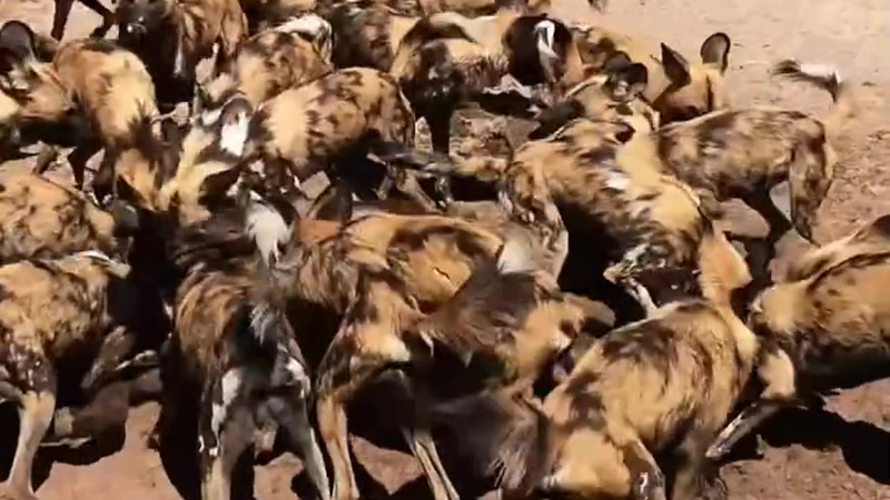 Rescuers African Wild dogs in botswana