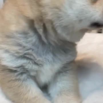 Cute Cat Video and Fanny Cat Video