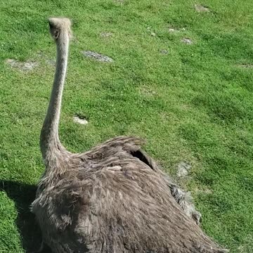 Ostrich