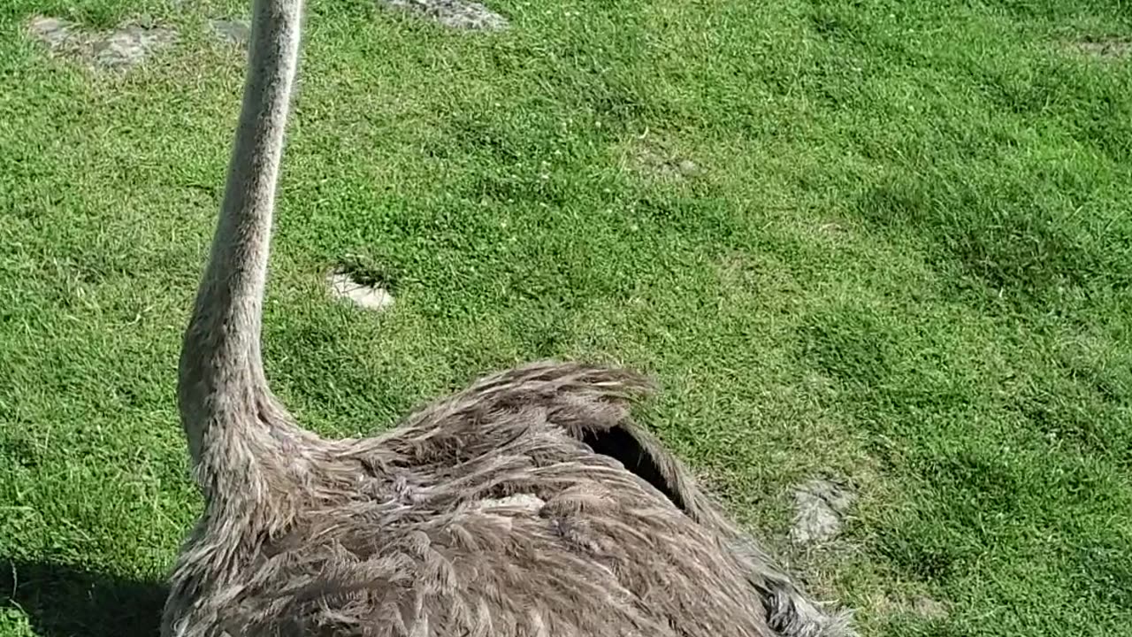 Ostrich