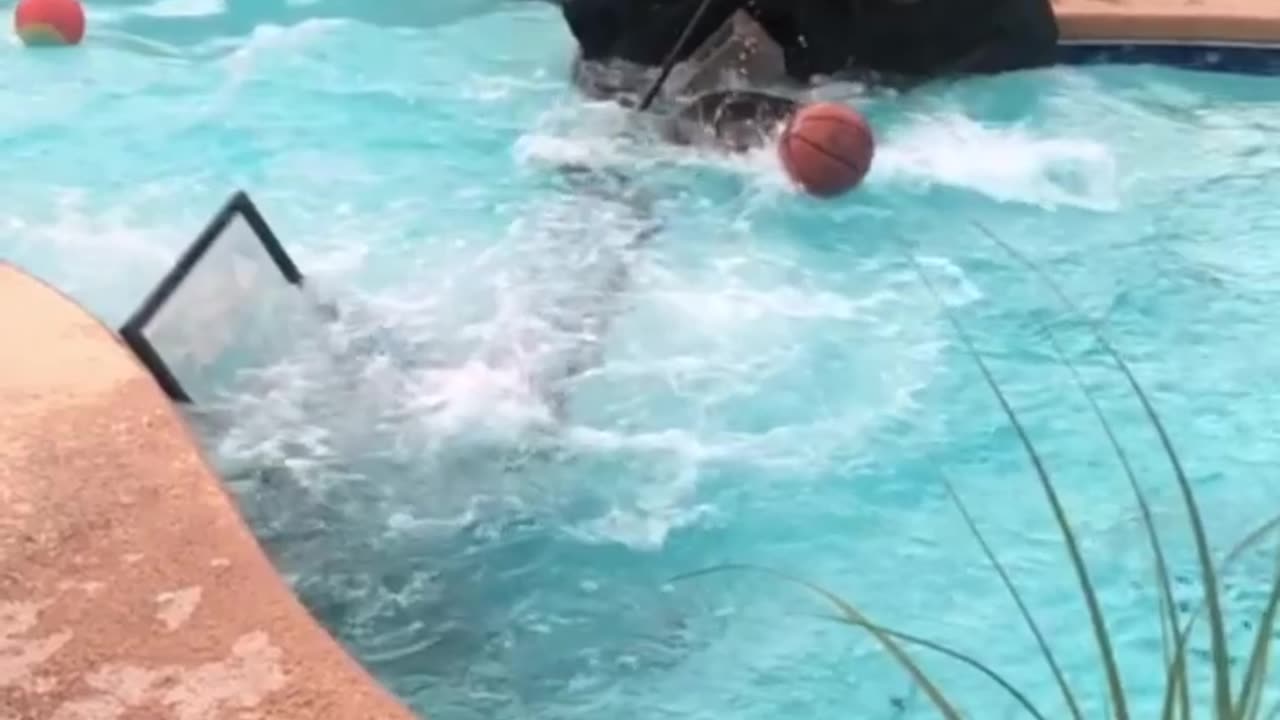 Dunk Fail