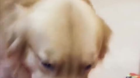 CUTE DOGS 🐕 Smart dog