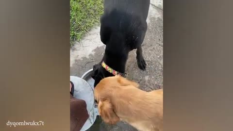 Funny video Funny animal Funny viral video cute animal trending video Funny shorts viral shorts