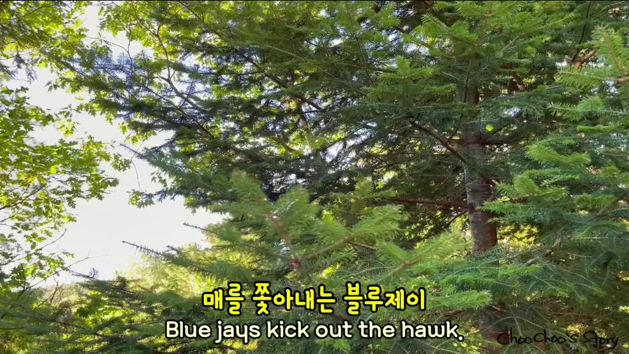 블루제이를 친구로 두면 어떤 점이 좋을까_ What's The Best Part About Having Blue Jay Friends_