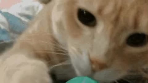 Cute Cat Gif