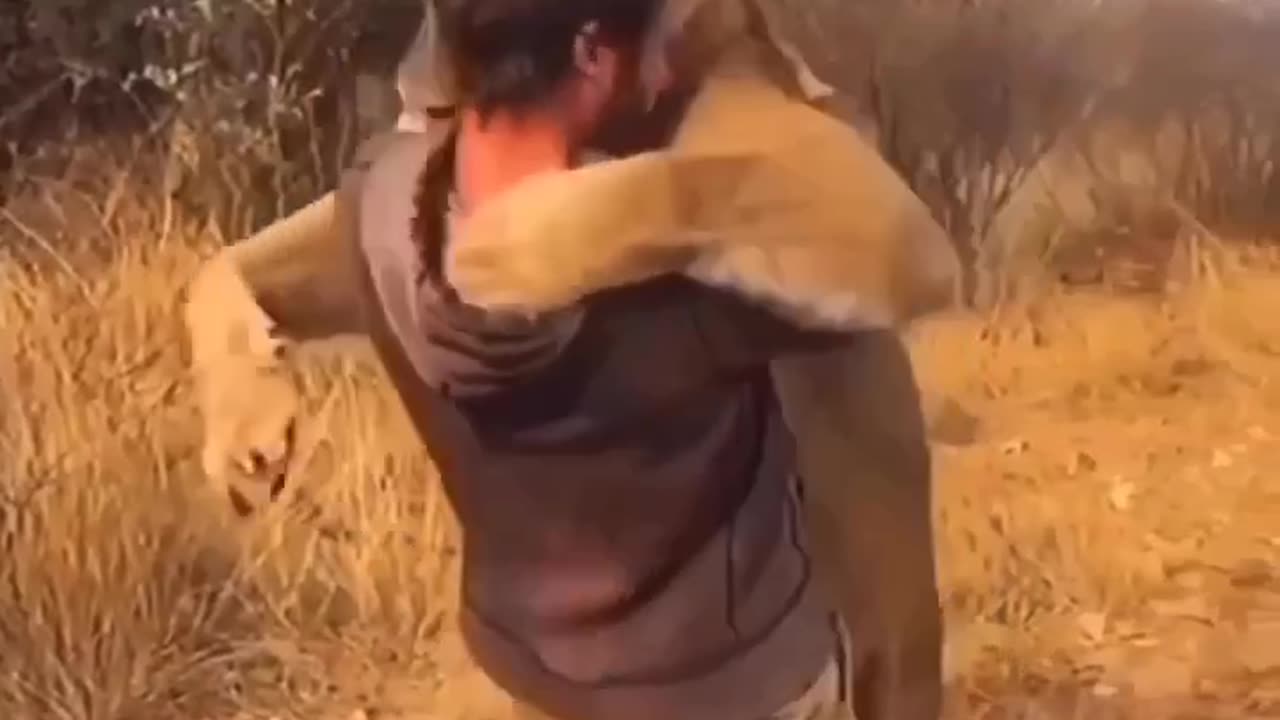 LIONESS LOVE HIS HUMAN FRIEND