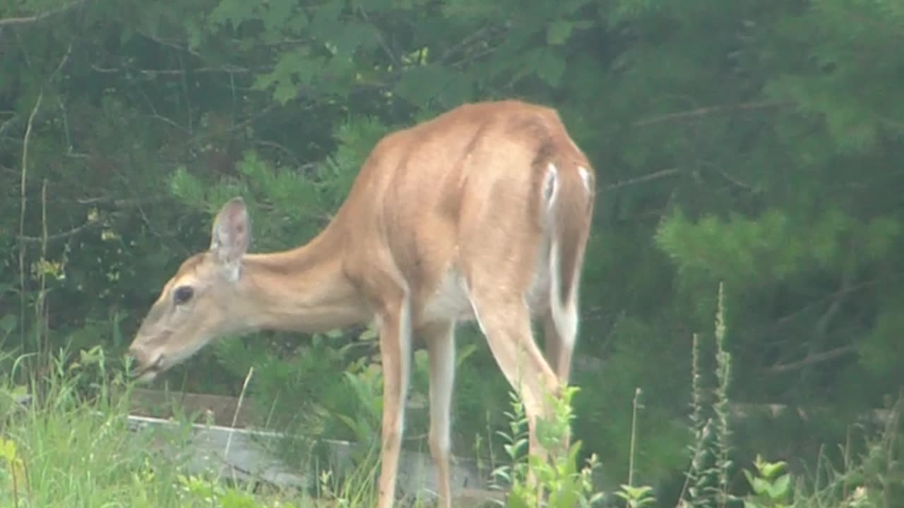 Feeding Whitetail deer