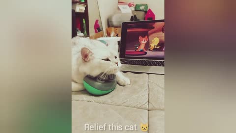 Hilarious Pet videos