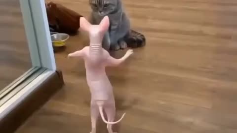 Funny cat ana pig video