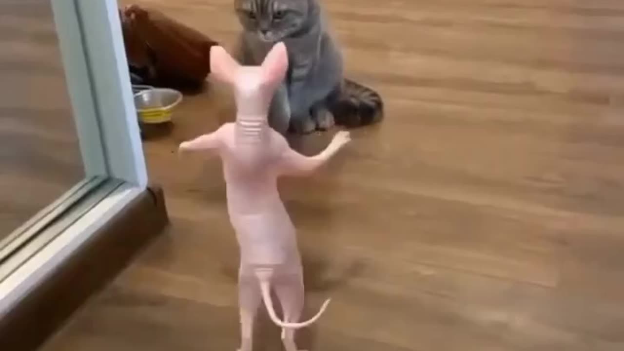 Funny cat ana pig video