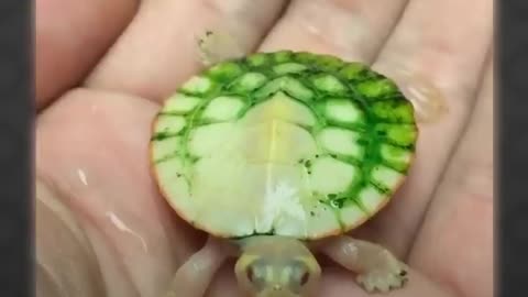 Tortoise