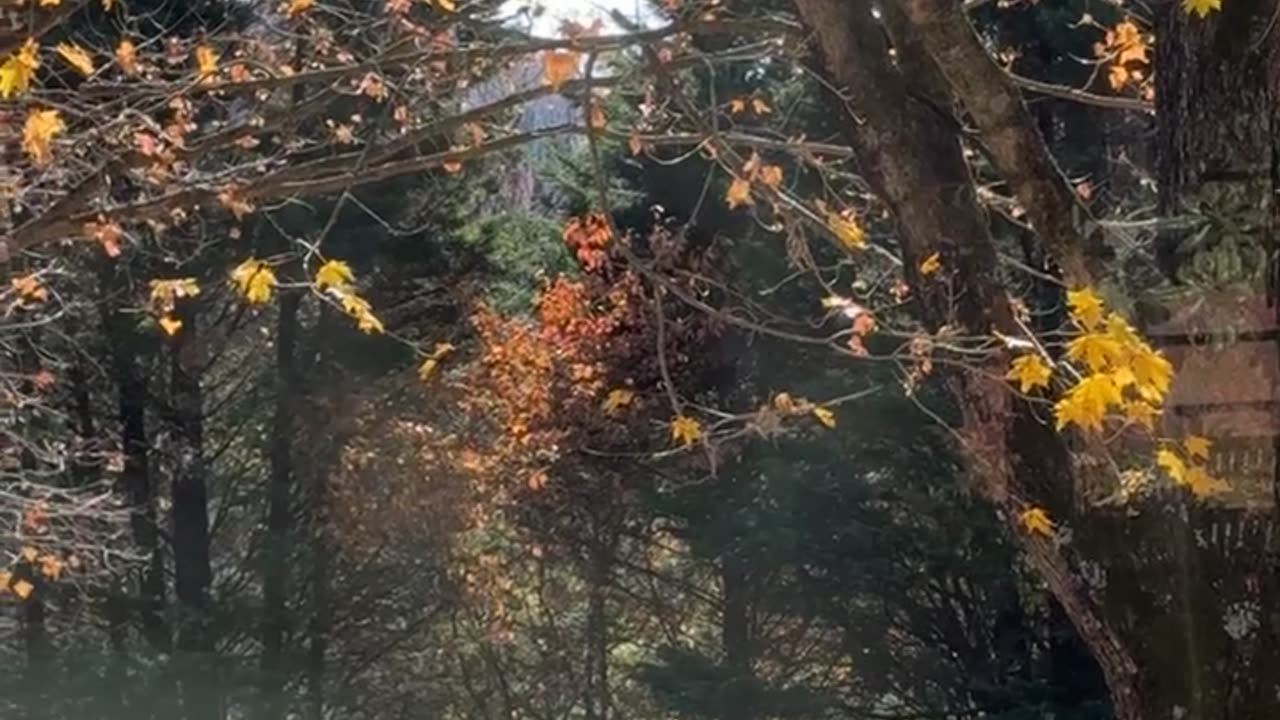 Dog Enjoys Autumnal Trampoline Bounces