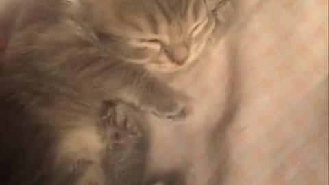 My lazy kitten