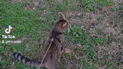 Walking my cat