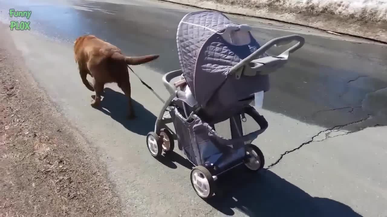 Cute Babies Walking Dogs Compilation