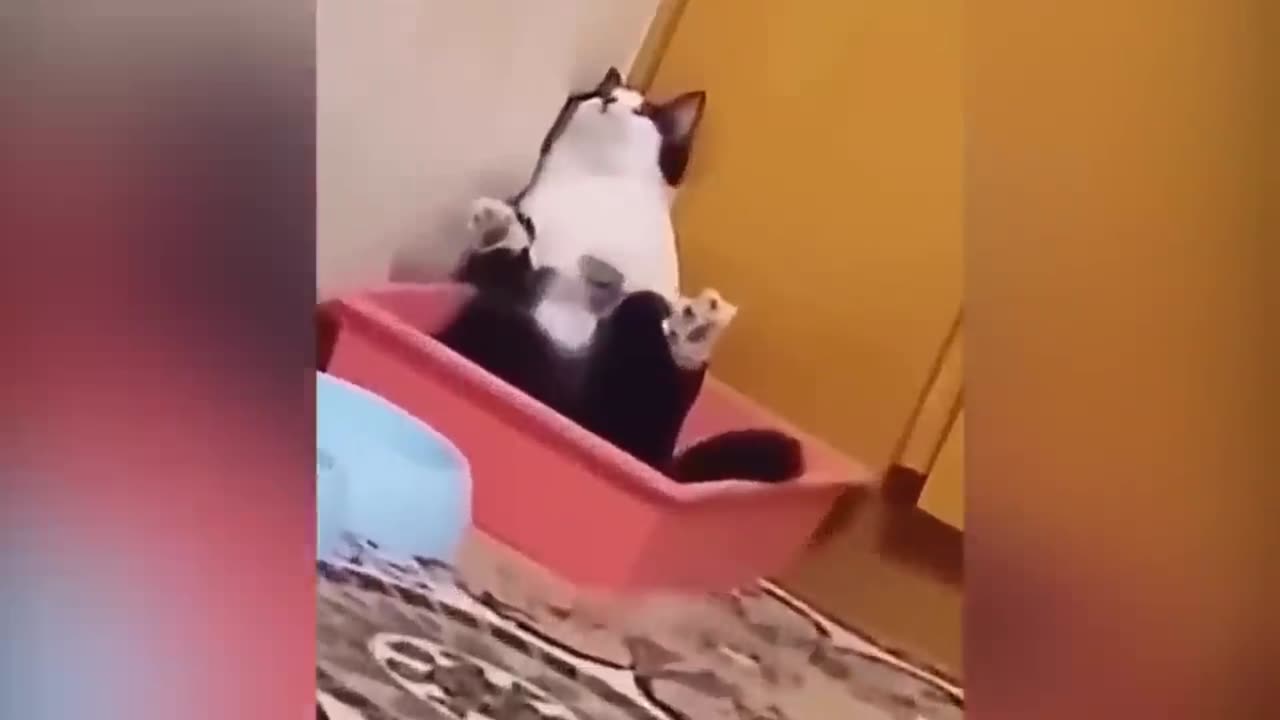 Cats and dogs | Funny videos compilation|