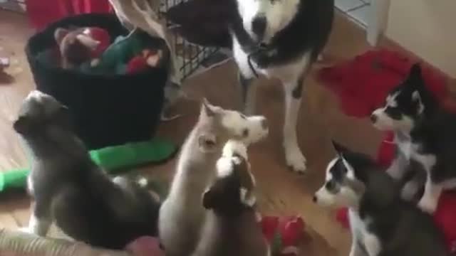 funny & cute animals