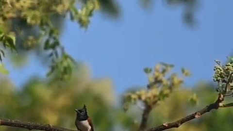 Wildlife in closer view with a natural perspective.