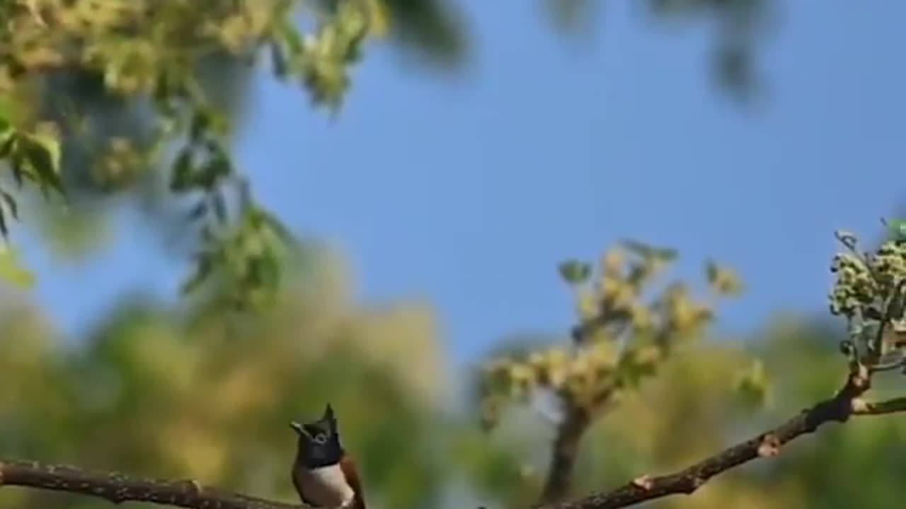 Wildlife in closer view with a natural perspective.