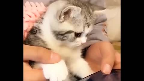 Sulky cat