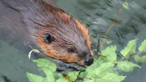 Beaver eating on the water