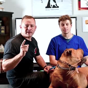 Is Your Dog or Puppy Afraid of Loud Noises? Here’s What to Do!