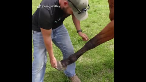 How A Horse Chiropractor Does Adjustments