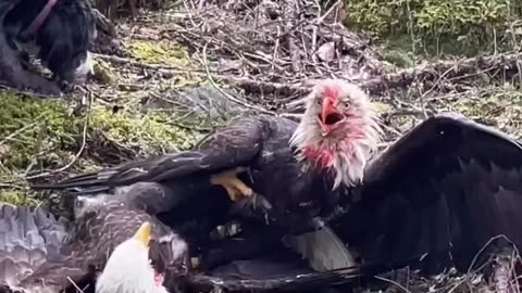 Eagles fight