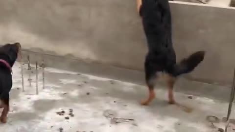 Dangerous dog