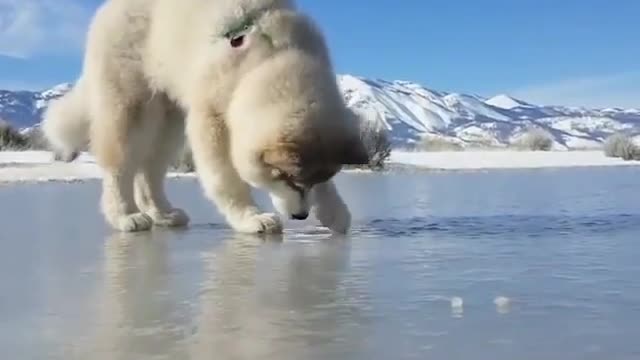 .A dog who wants to play with ice.