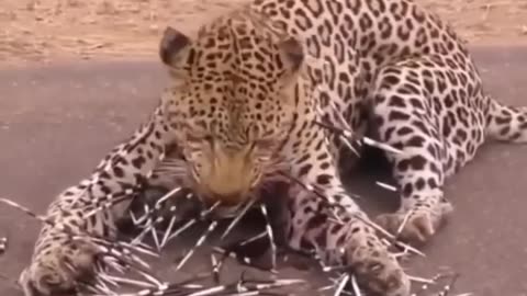 Leopard किन जानवरों से डरता हैं? By Wild Battlesss