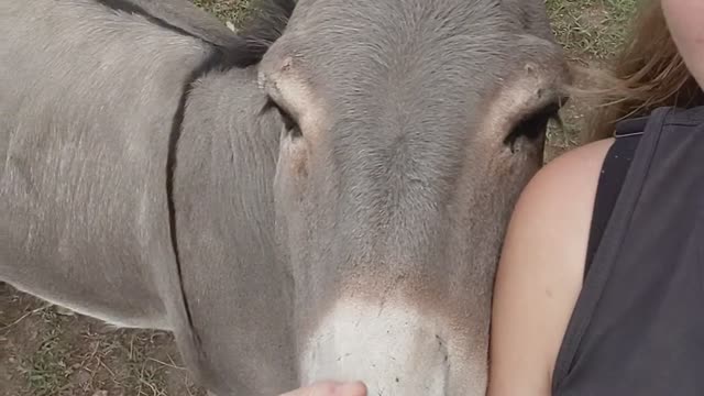 Adorable Donkey Loves Affection