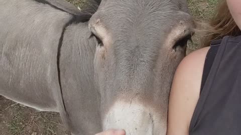 Adorable Donkey Loves Affection