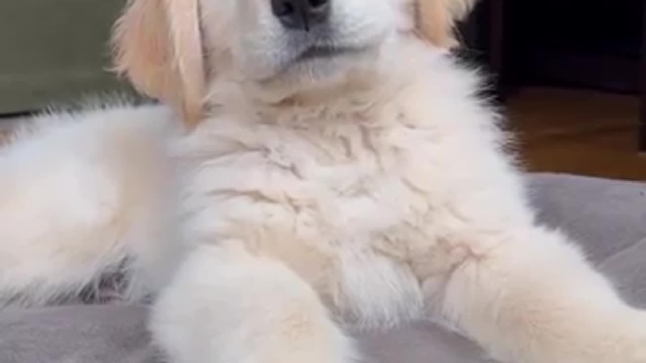 Perfect puppy 🐶