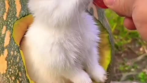 Cute🍓🍓🍓