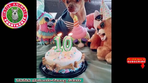 🐶TikTok Animals-Funny and Cute -Dog Video #13 TikTok Animals-Funny and Cute Channel.