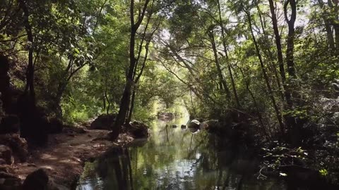 Forest stream in the sunlight