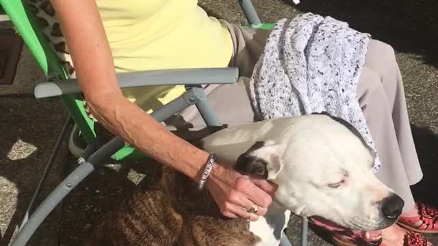 Pitbulls and grans rock