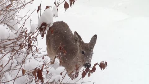 Deer Winter Snow Animal Wildlife