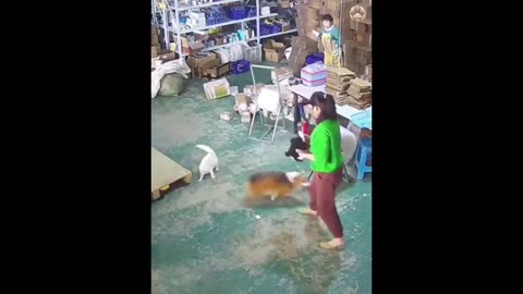 Funny videos