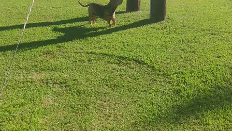 Squirrel play