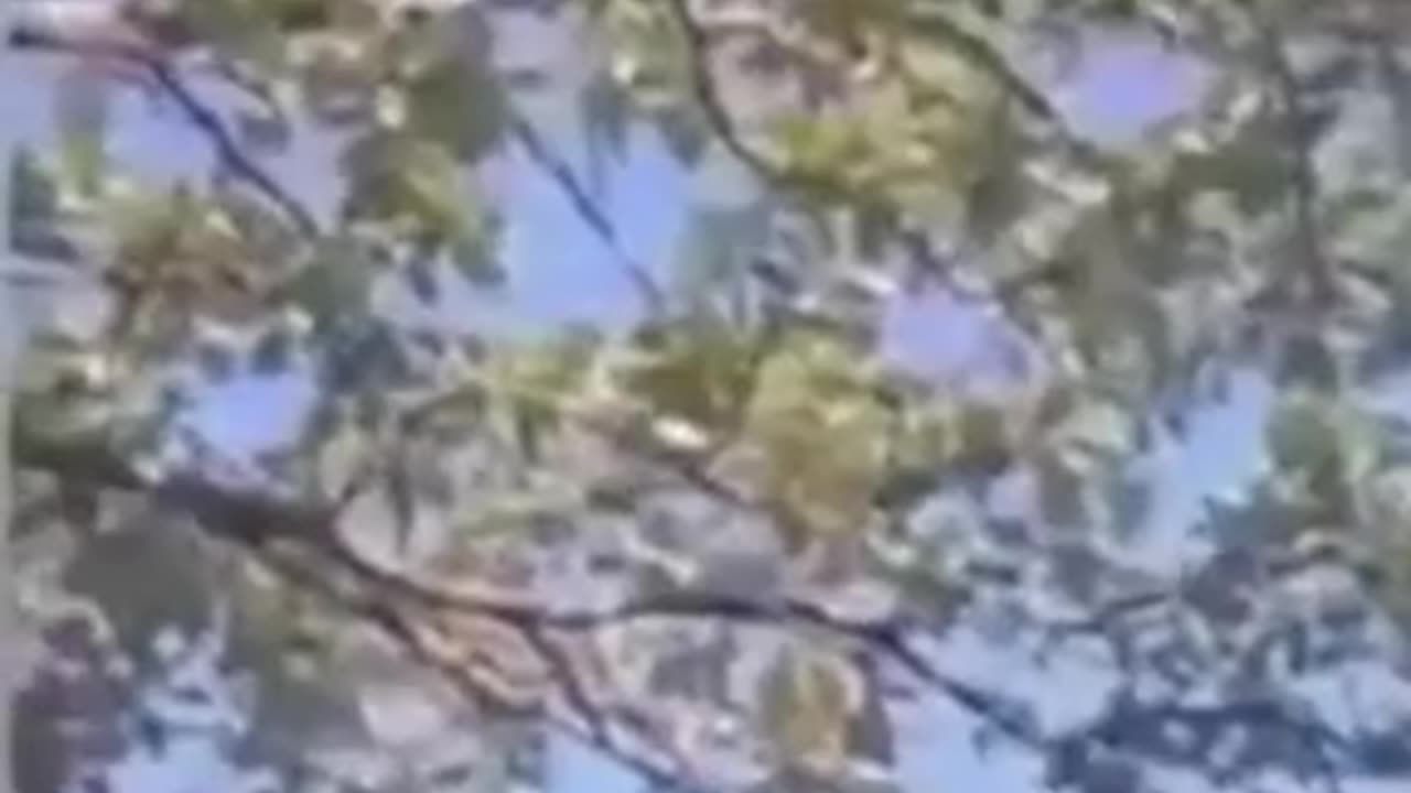 What harm LED street lighting does to trees!