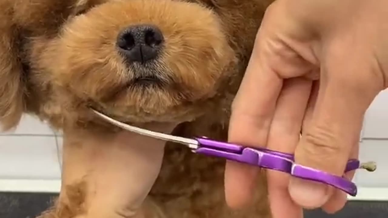 Shaving my puppy