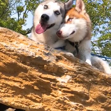 COUPLE OF HUSKY HAVE ROMANTIC PLACE ON THE TREE