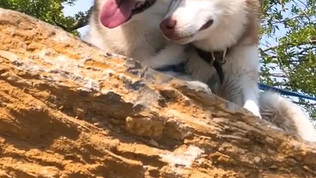 COUPLE OF HUSKY HAVE ROMANTIC PLACE ON THE TREE